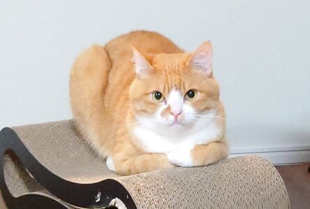 KANNA-xxx 愛猫 圖片