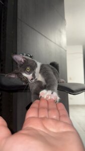 Violeta_Sumer 🐈‍⬛🐈 Pic 5