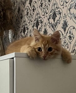 Lana__May everyone loves cats Pic 4