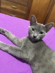 Romeoandjulietta Monkye and luna 🐈‍⬛🐶 Pic 9