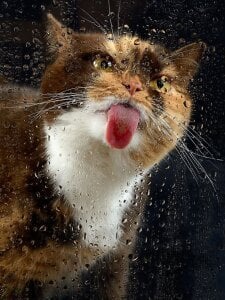 Audrey_Aura KISA Hình