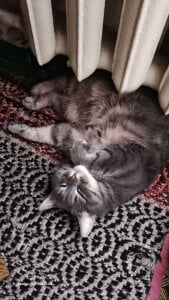 my cat 🥰🐈 de swett_girll  7 Imagens