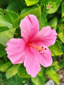 miku_ch_xx Public Pic 3