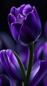 tulipantii Public Pic