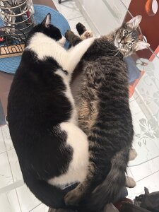 Selen_Extasis My babies and owners of my money🐱🐈‍⬛❤️ Pic 7