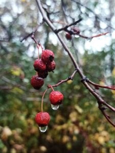 Autumn berries de AngelenaCrittendon  3 Imagens