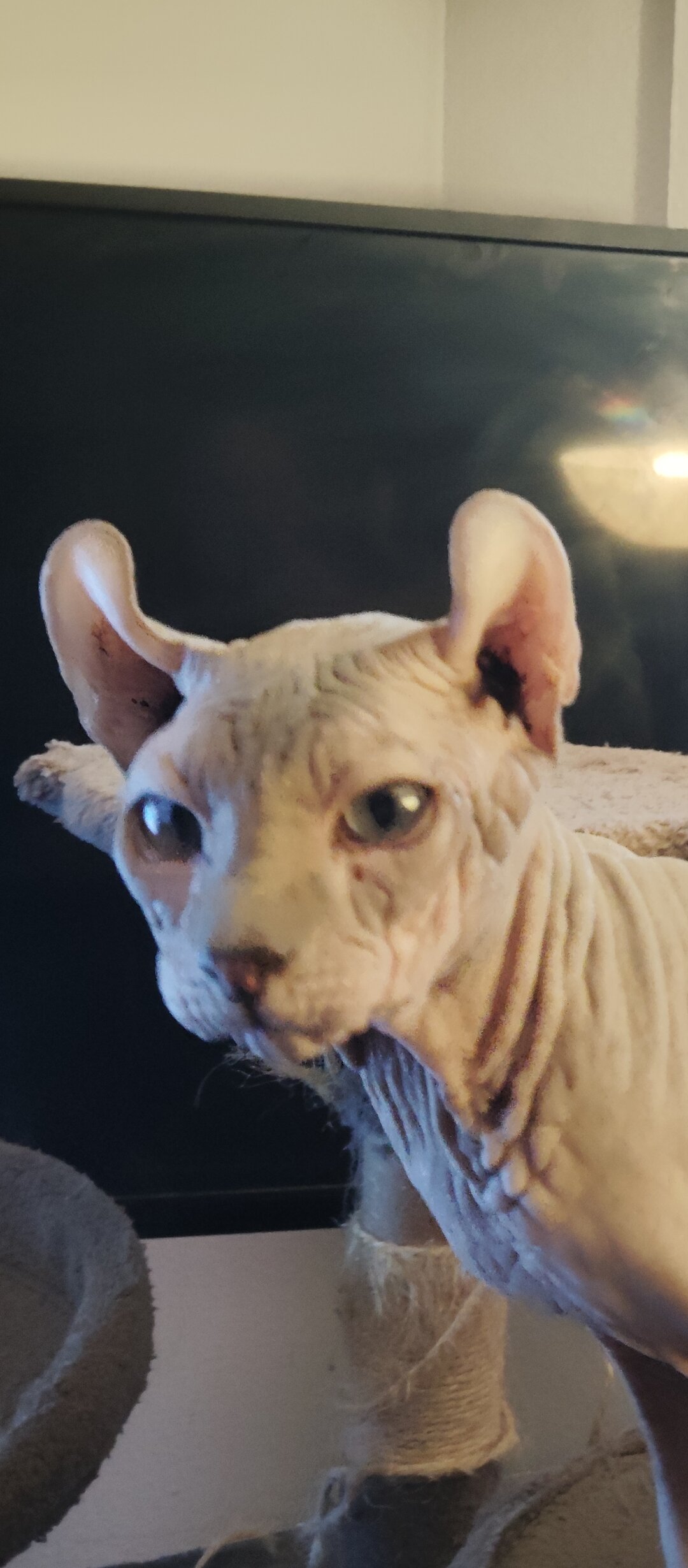 barbaszztop 热门图片 6352