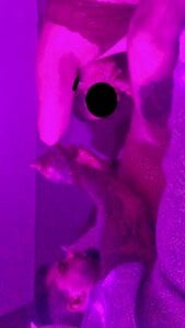 CaptHook931 Public Kuva 5