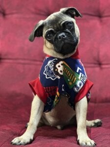 Romeoandjulietta Monkye and luna 🐈‍⬛🐶 Pic