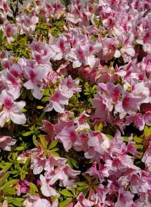 MAO_channel Public Pic 5