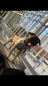 Romeoandjulietta Monkye and luna 🐈‍⬛🐶 Pic 2