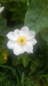 zam_zamy little Zam. Pic 3