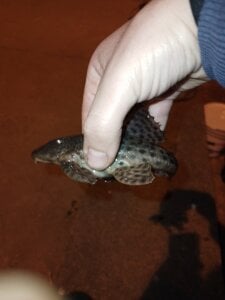 vinicius_ribas Public Billede 3