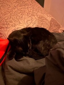 tyler_8x my cats Foto