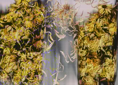 sorry-mom69 the history of flowers Pic 7