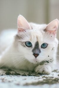 Selen_Extasis My babies and owners of my money🐱🐈‍⬛❤️ Pic 3