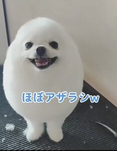 SPOTSCAMEL 個人的癒し写真・画像 Bilde