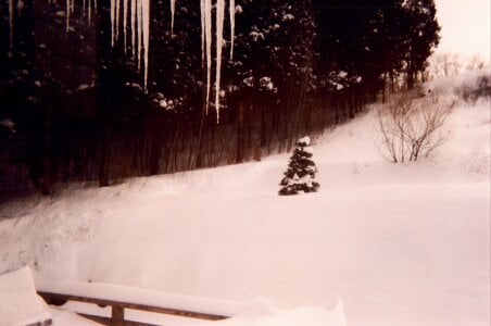 FLdbear Public Pic 2