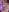 ScarletColes Have you saw a naked..."bunny" before? 🥵 Pic 7