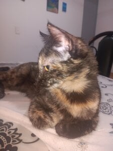 angela_angels_ haru my cute cat Bilde 3