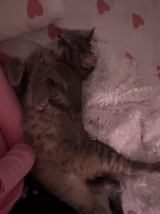 My kitty’s ❤️ od SashaMeow  3 snímek