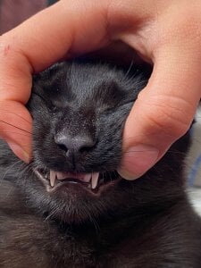 my loves de alisson_zafiro_ Foto 8