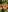 Var_Kiss My garden beauty Photo 5
