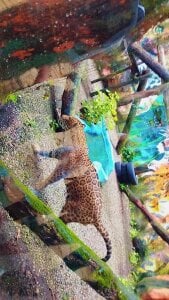 Gabosex18 Animales Poză 7