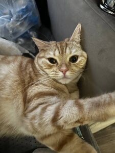 babyyullii my pets, I love my cats Pic 4