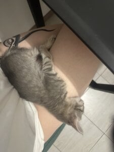 NicolaHulse Mountains and my cat😍 Bilde 4