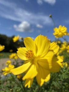 expo a Osaka de xxoLENAoxx  Imagens