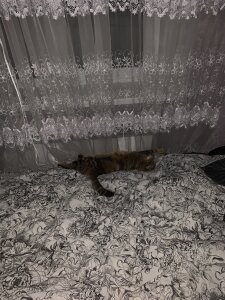 Lilactitsh Public Poză 3