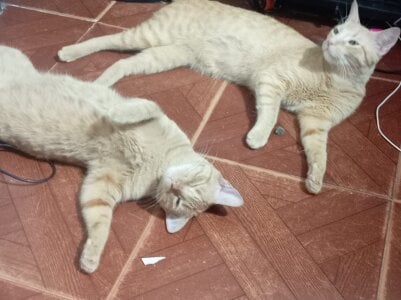 1julianasalazar a band-aid to the heart / una tirita para el corazón 圖片 9