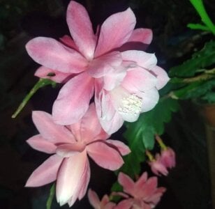 helen_bunnnyx My plants❤️‍ Photo
