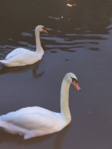 dolcebianca198 Puttanella tettona Pic