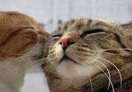 Carrot_xoxo 好き~ Pic 2