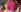 Lexi_Star ✨ Tiny Pink Bikini ✨ Pic 7