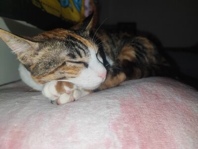 DakotaCandy my sweet babies Pic 7