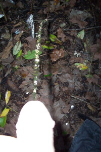 sexe18000 nu au bois Pic 6