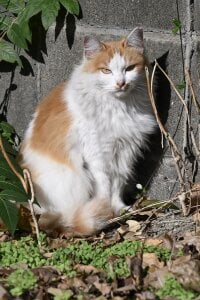 saitama0038 一眼レフ 사진 2