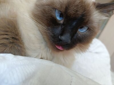 CandoCmaGic My kitty - Chupik:3 Pic 8