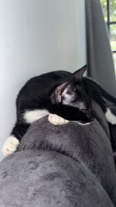 Violeta_Sumer 🐈‍⬛🐈 Pic 4