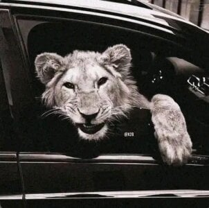 XxxArabicFuckBoy: Lion 🦁 ( фото)