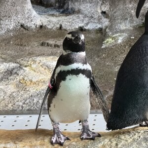 Otochan_0108xx おとメモリー🎶 зображення 3