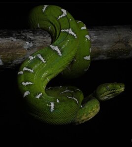 Kayser_hotboy COLOMBIA Pic