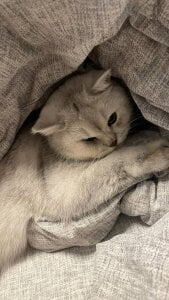 LisaSmiths Kitty time!!! Pic 3