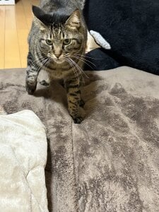 erina_oo えりなのぬっこさん達🐱 зображення 4