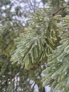 ElfredaTupy I love winter 사진