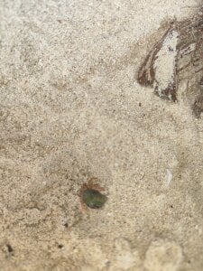 TESEO_HOT Beach Panamá Pic 4