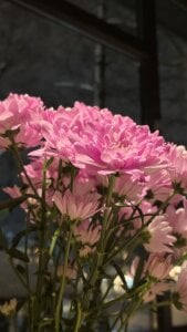 BeatriceBinoche 😻😻😻😻😻😻😻😻 Pic